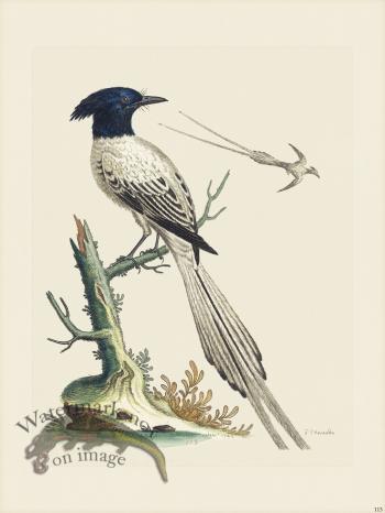 Edwards 113 Pyed of Paradise